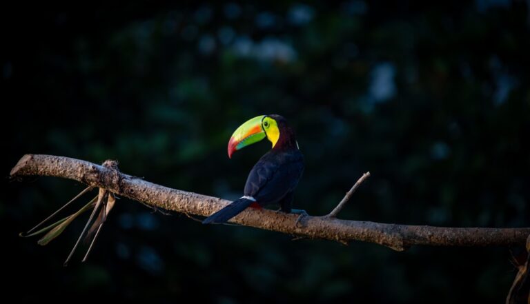 Photo Rainforest wildlife