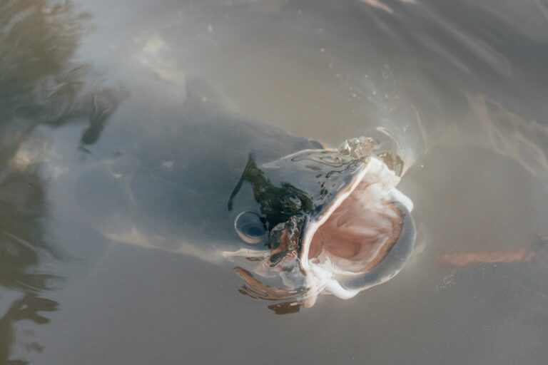 Photo Endangered species