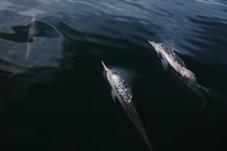 Photo Dolphins