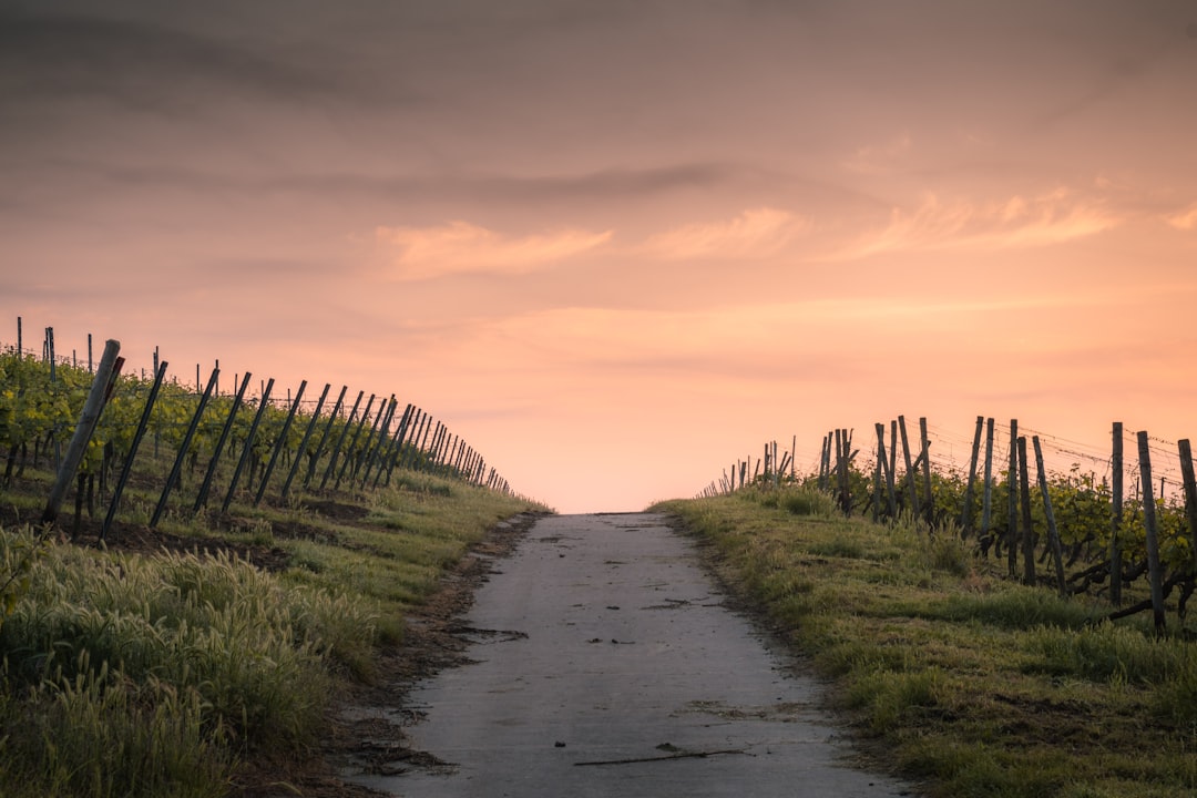 Photo Career Path