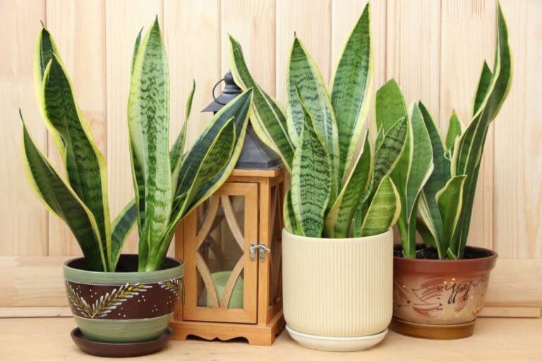 66899ded684c92e5a5e426907664c252